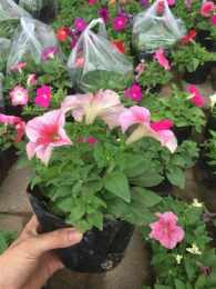 ảnh chụp màn hình bông dạ yến thảo