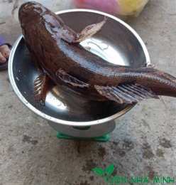 ảnh chụp màn hình cá bống sông đà