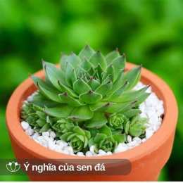 ảnh chụp màn hình sen đá bánh bông lan