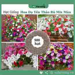 bông dạ yến thảo