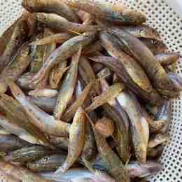 cá bống sông đà