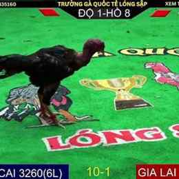 đá gà trực tiếp bóng đá hôm nay