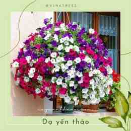 giao diện app bông dạ yến thảo