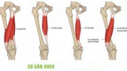 giao diện app chấn thương gân kheo trong bóng đá