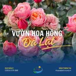 hướng dẫn sử dụng bông hồng đà lạt