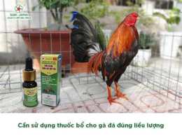 hướng dẫn sử dụng gà đá bóng