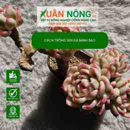 hướng dẫn sử dụng sen đá bánh bông lan
