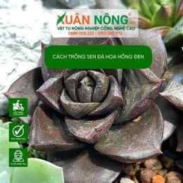 hướng dẫn sử dụng sen đá bông hồng đen