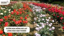 tính năng nổi bật bông hồng đà lạt