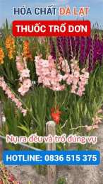 tính năng nổi bật bông lay ơn đà lạt