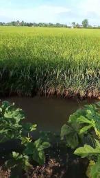 tính năng nổi bật kìa lúa ngoài đồng giờ đã trổ bông