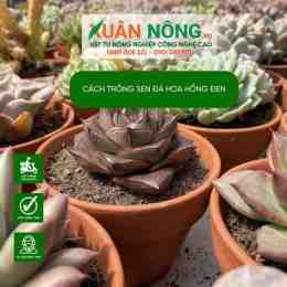 tính năng nổi bật sen đá bông hồng đen
