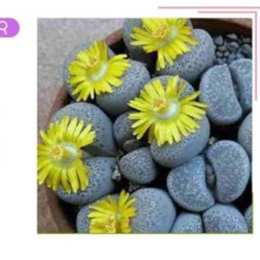 văn bản đá trổ bông